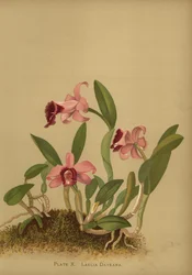 Laelia Dayana or Cattleya Bicalhoi Orchid